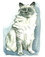 Custom realistic watercolor painting of siamese cat with grey face and blue eyes. Custom pet portrait painting art by Melissa Rothman Portraiture.
