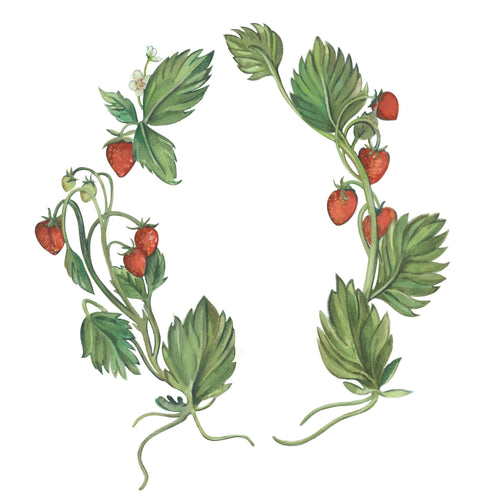 Botanical watercolor strawberry crest painting available for digital download.